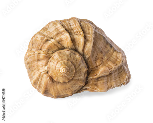 empty sea shell, isolated on white background, closeup