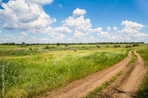 Tavriysky blooming steppe in summer