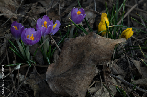 Crocus flowers macro.