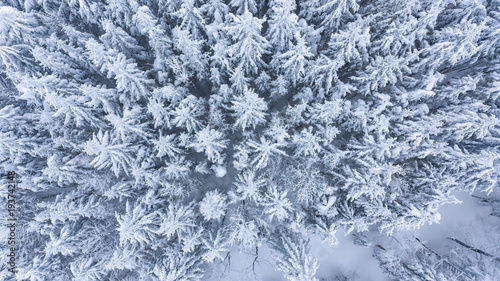 Drop down view of snow covered forest.