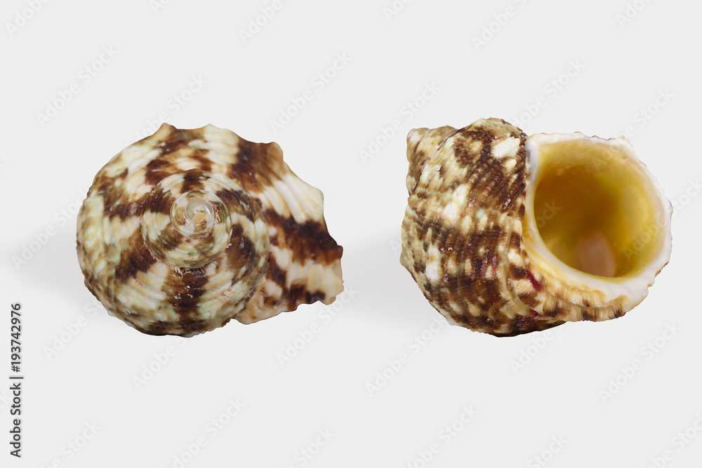 Two views of a seashell on white background isolated with clipping path. Shell 