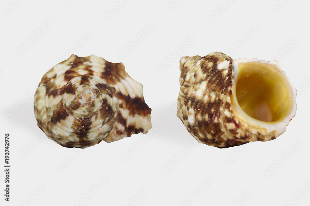 Two views of a seashell on white background isolated with clipping path. Shell Two views of a seashell on white background isolated with clipping path. Shell