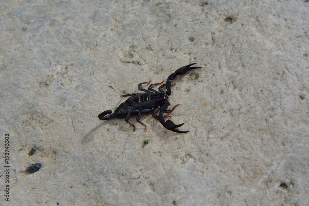 Skorpion von vorne