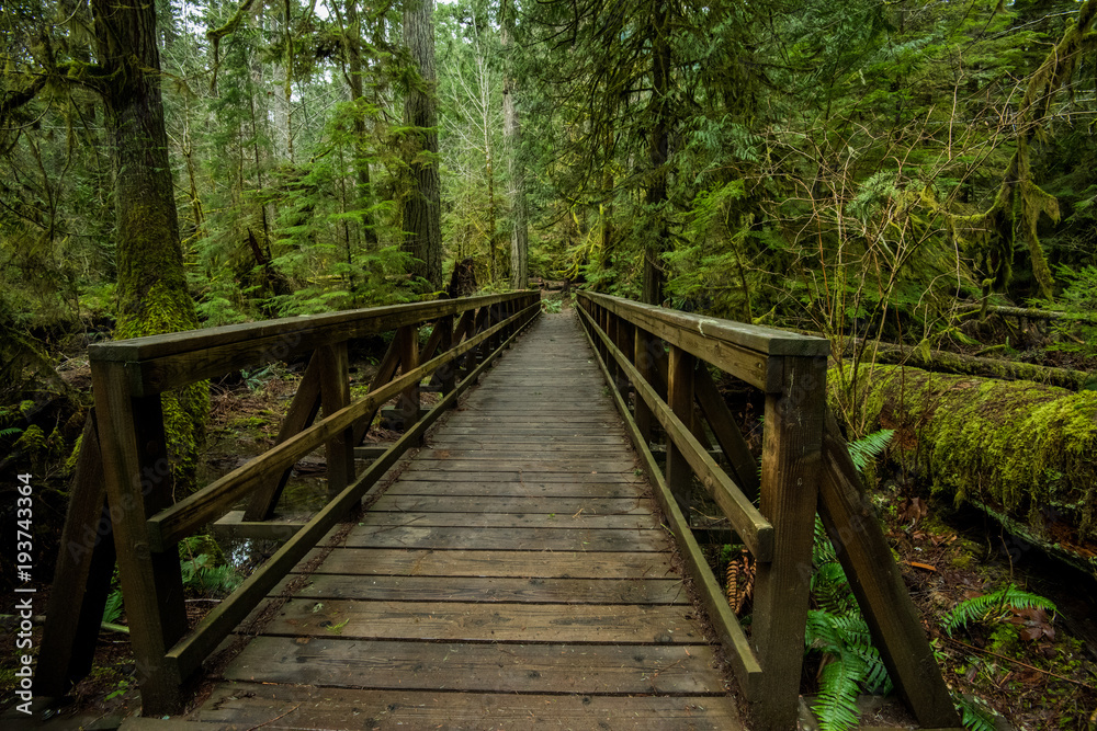 Wooden boardwalk in old growth forest Wooden boardwalk in old growth forest