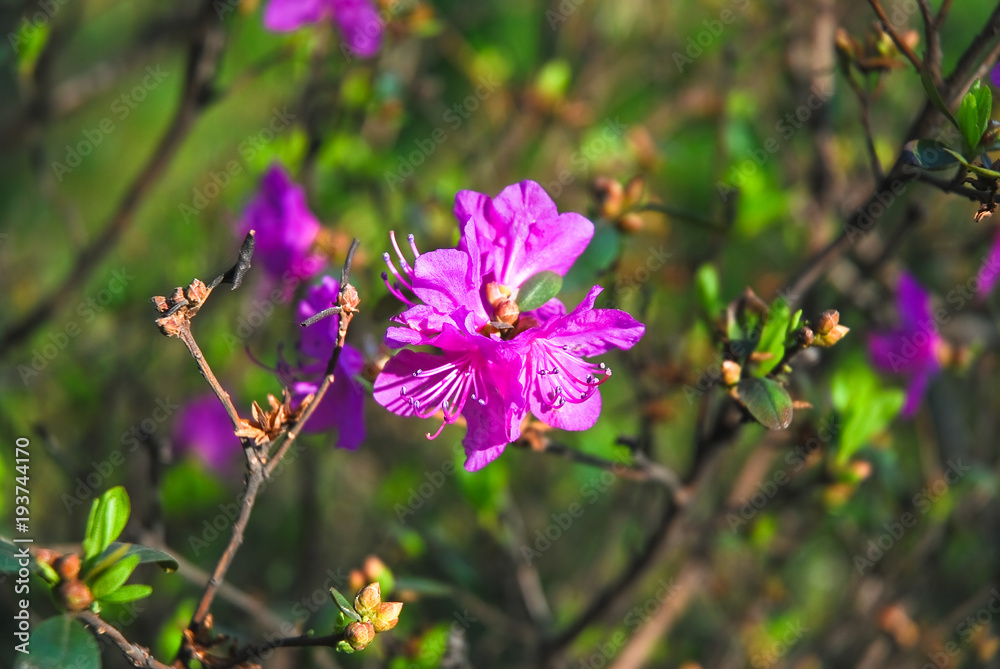 Rhododendron dauricum Bush blooming beautiful purple flowers Rhododendron dauricum Bush blooming beautiful purple flowers