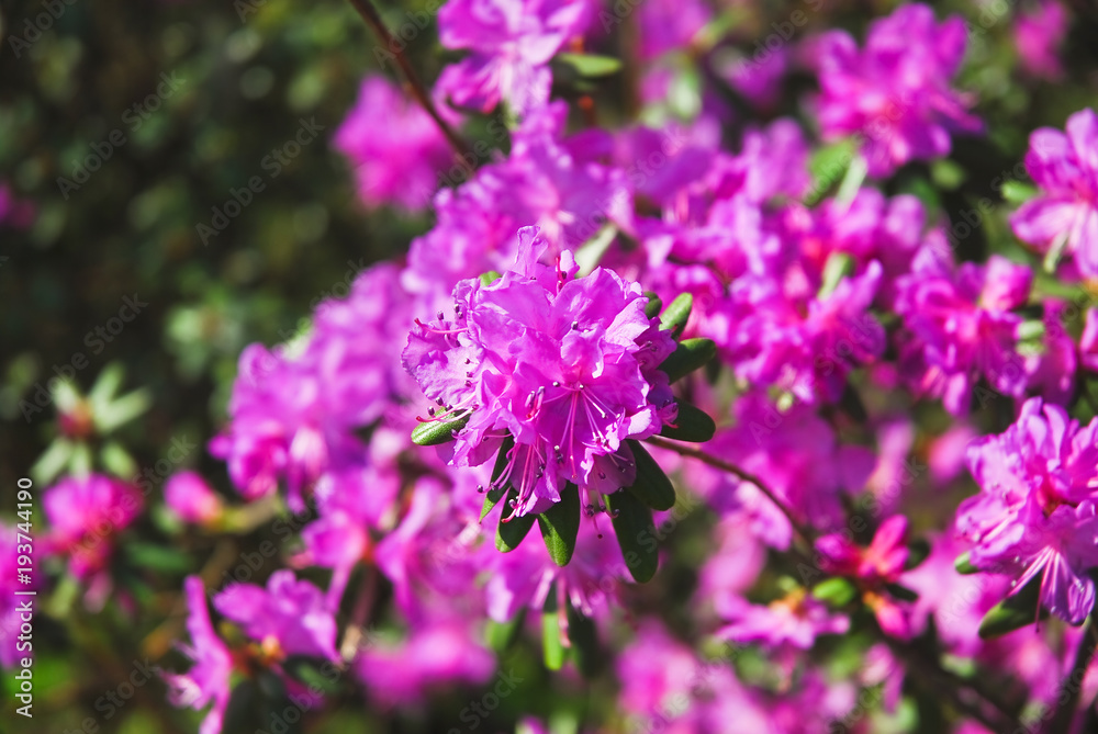 Rhododendron dauricum Bush blooming beautiful purple flowers Rhododendron dauricum Bush blooming beautiful purple flowers