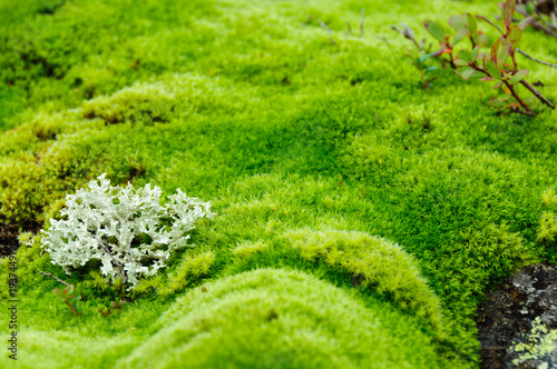 Small lichen bush with many branches growing on green moss terry carpet
