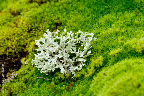 Small lichen bush with many branches growing on green moss terry carpet