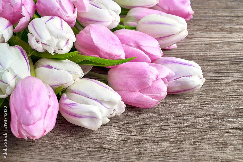 Pink and white tulips on old wooden  background. Copy space, top view. Holiday background