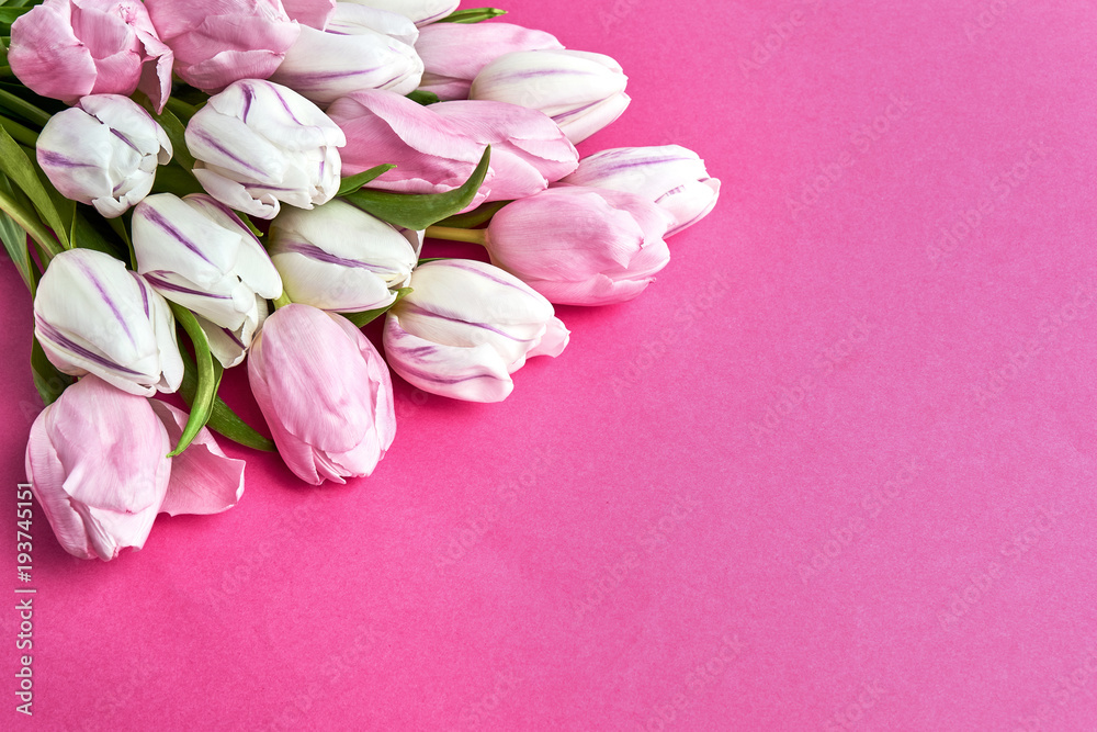Pink and white tulips bouquet on bright pink background. Copy space, top view. Holiday background