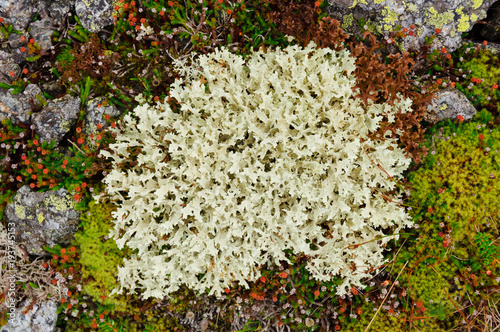 Small lichen bush from tundra with many branches close-up. Other tundra flora around