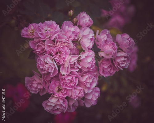 Pink Flowers