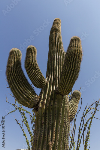Low angle of a large cactus in the desert
