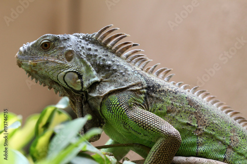 TIERE_3869_gruener_Leguan