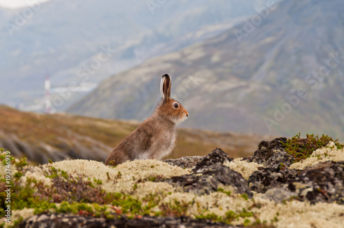 Tundra hare also known as mountain hare in natural habitat. Lepus timidus