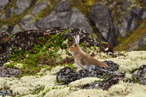Tundra hare also known as mountain hare in natural habitat. Lepus timidus