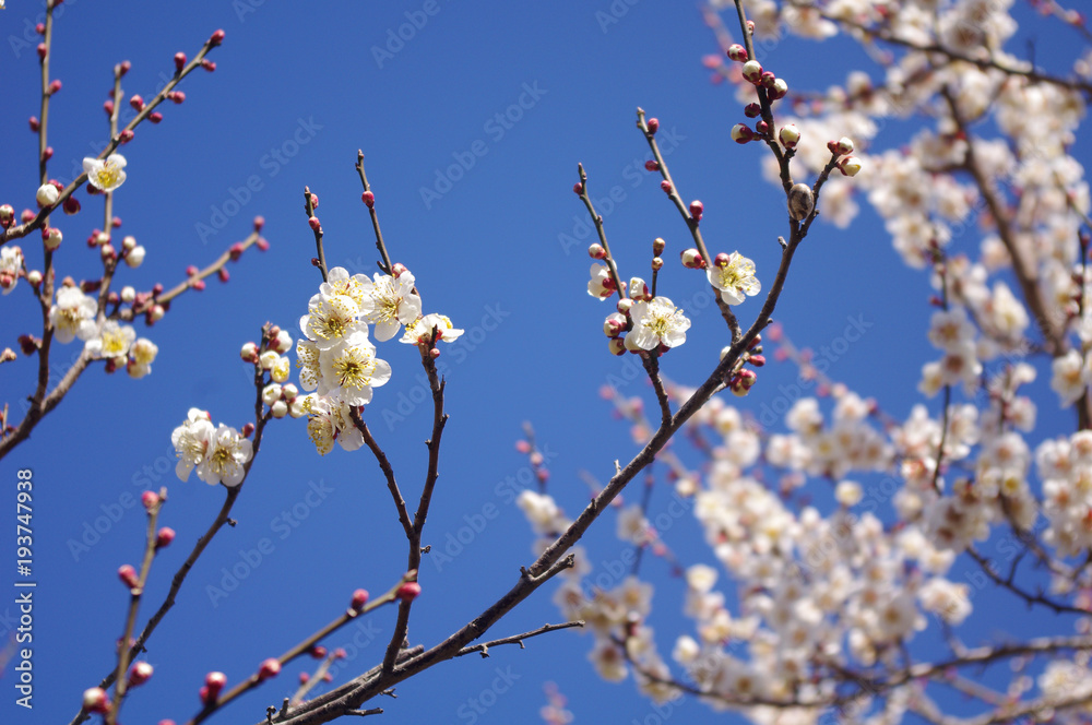 青空と梅の花