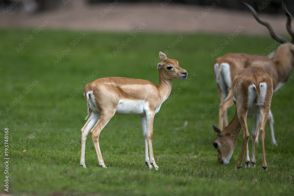 Closeup juvenile antelope on green background Closeup juvenile antelope on green background