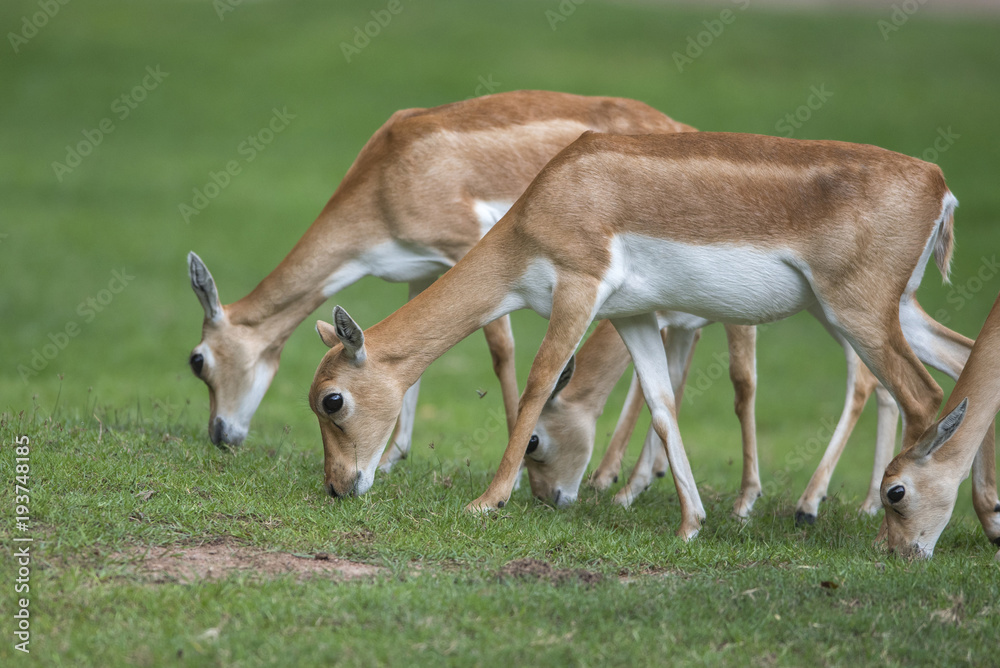Closeup antelope on green background Closeup antelope on green background