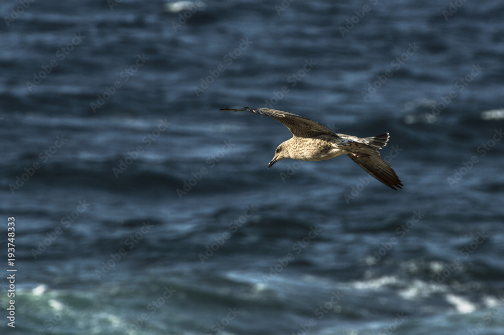 seagull flying over the sea