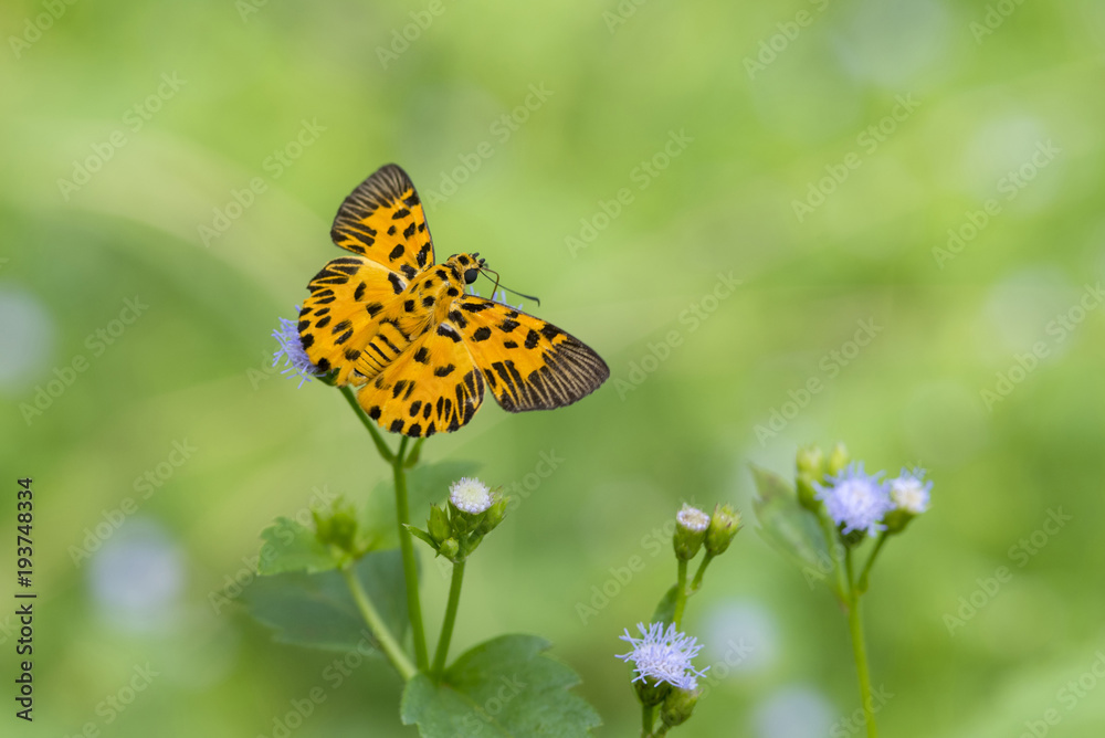 Obraz premium The Zigzag Flat ,Beautiful butterfly