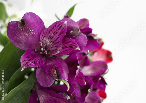 Purple Alstroemeria