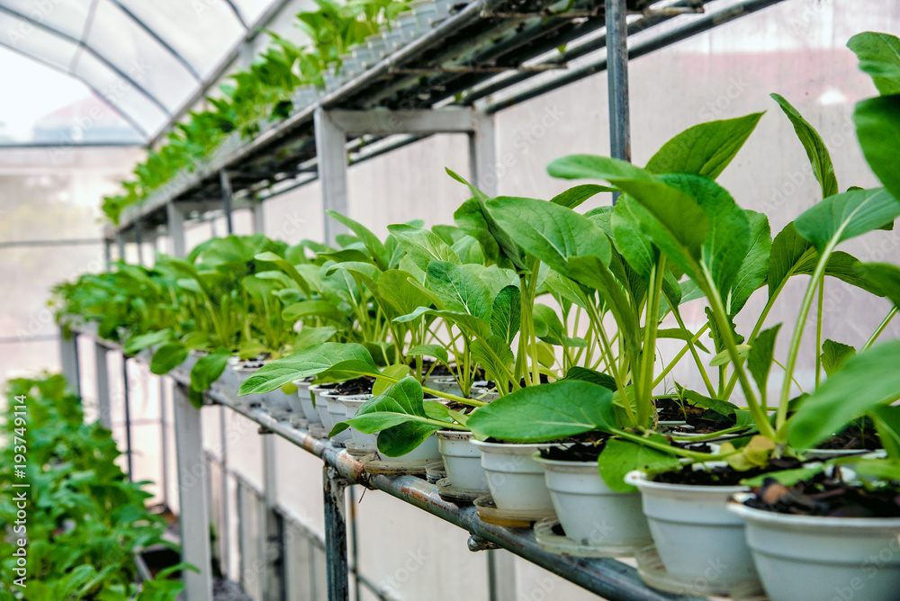 Choy in Greenhouse Hydroponics farm Choy in Greenhouse Hydroponics farm