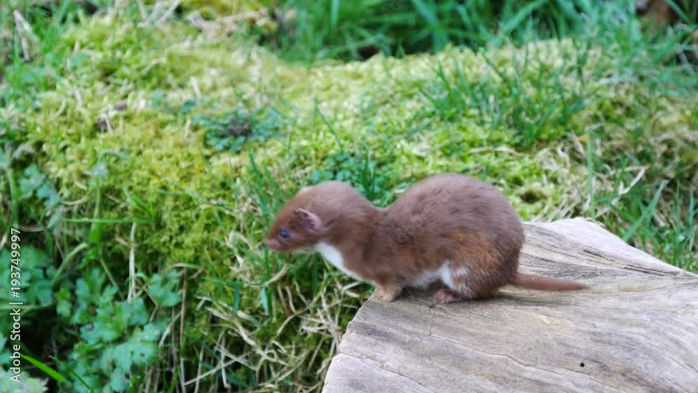 Weasel or Least weasel (mustela nivalis) Weasel or Least weasel (mustela nivalis)