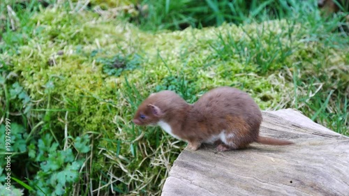 Weasel or Least weasel (mustela nivalis) 