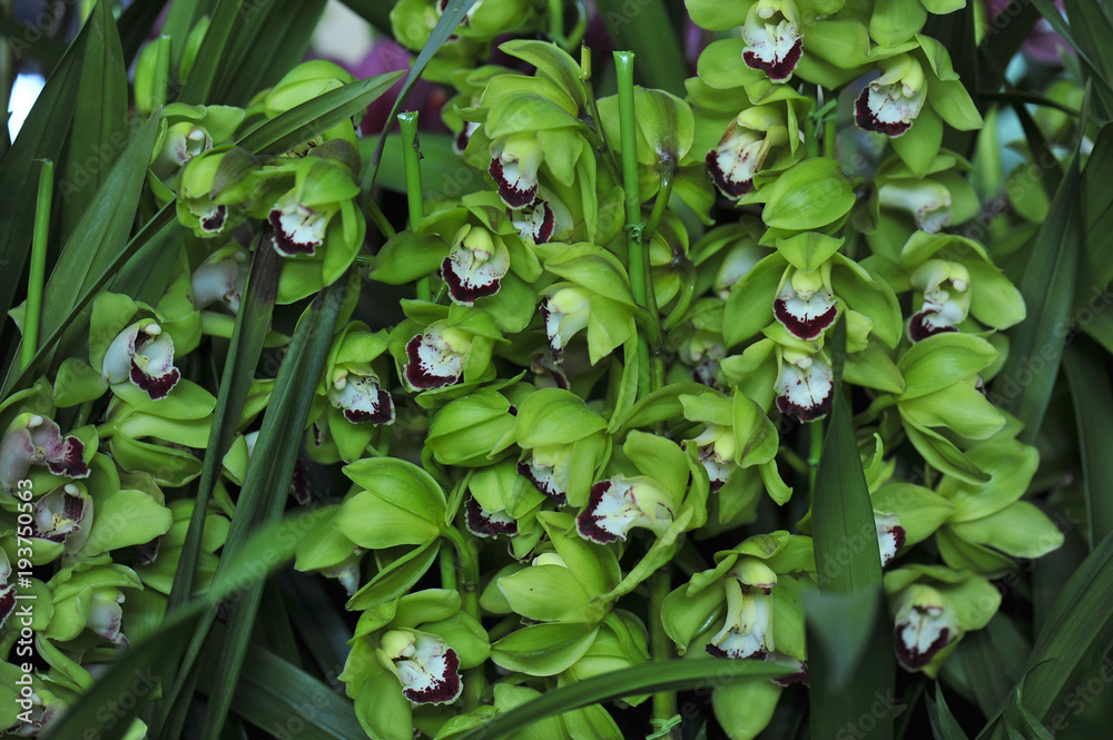 Beautiful orchids Beautiful orchids