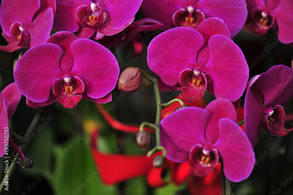 Fototapeta premium Beautiful orchids