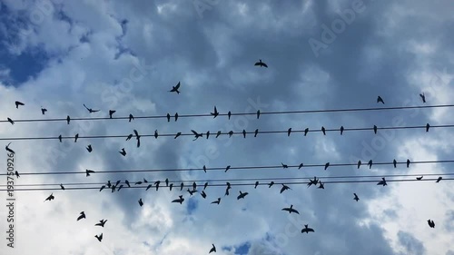 A flock of swallow birds resting on the wires about to take off. Low angle view of swallows taking off against blue skies.