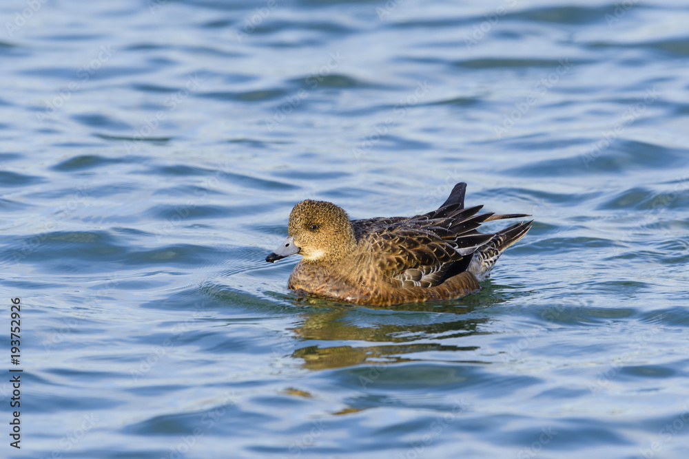 ヒドリガモ雌(Eurasian Wigeon)