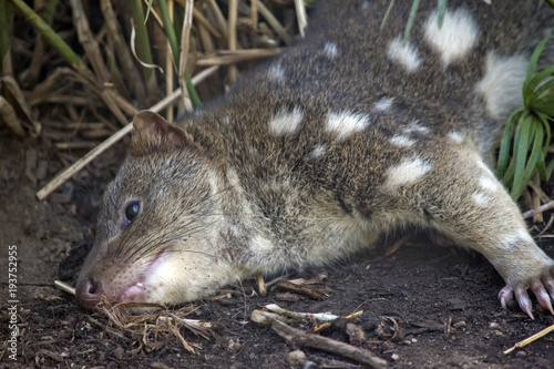 quoll photo