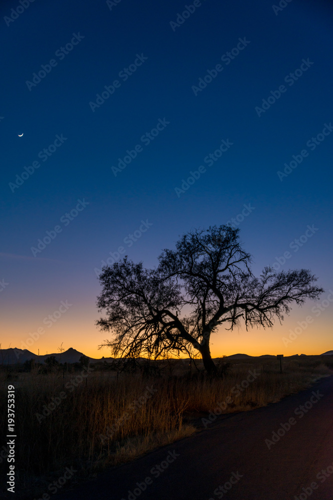 Beautiful tree silhouette during Arizona sunset