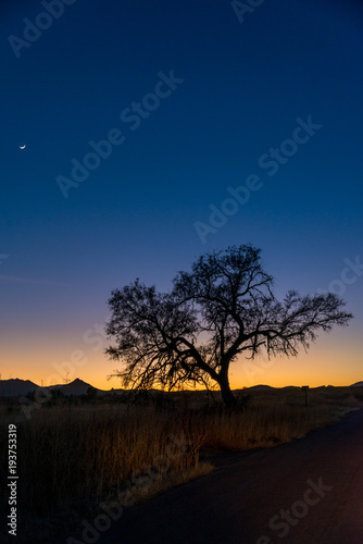 Fototapeta Naklejka Na Ścianę i Meble -  Beautiful tree silhouette during Arizona sunset