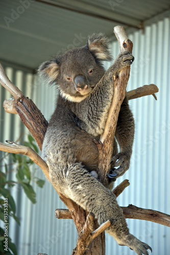 Fototapeta Naklejka Na Ścianę i Meble -  koala