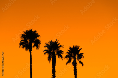 Palm trees silhouette tropical vacation paradise