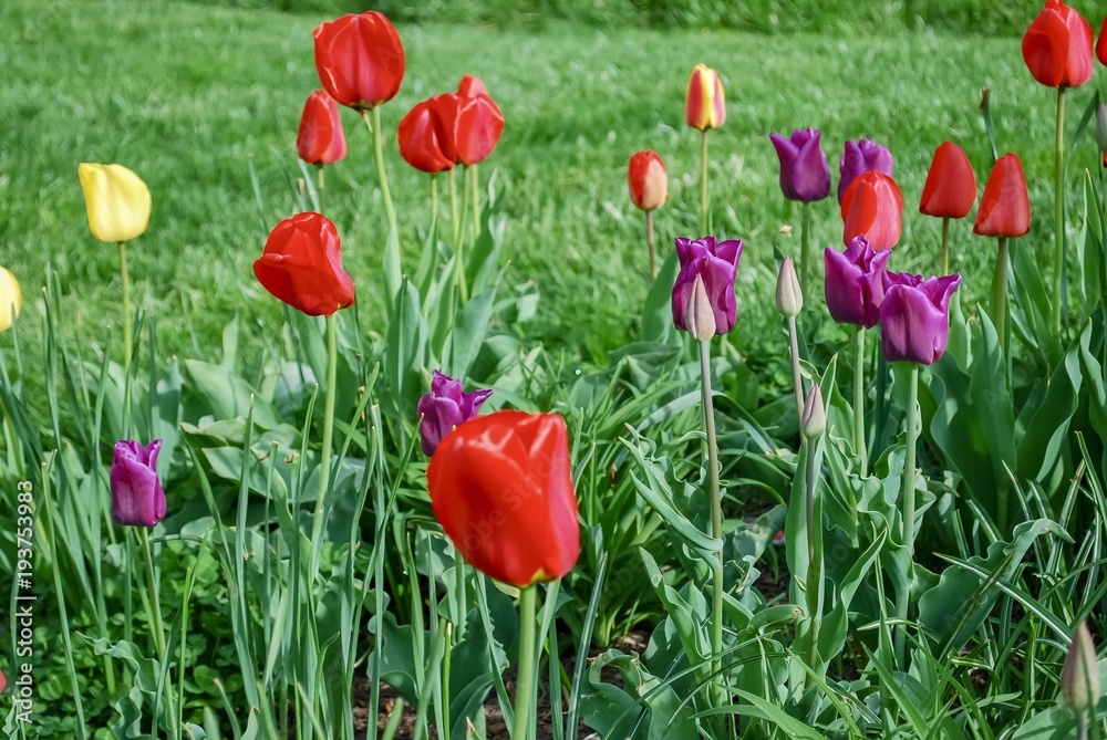 Colorful Tulip Garden in the Springtime. Akron, Ohio, United States Colorful Tulip Garden in the Springtime. Akron, Ohio, United States