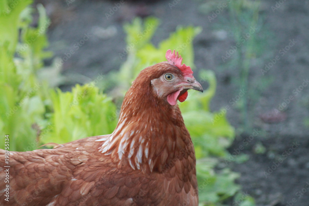 Chicken pet in the garden