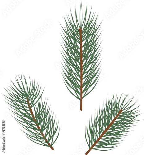 Branches of spruce with green needles on white background
