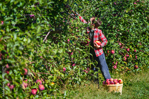 Boy picks apples in the orchard. apple picking at the farm. copy space for your text © EvgeniiAnd