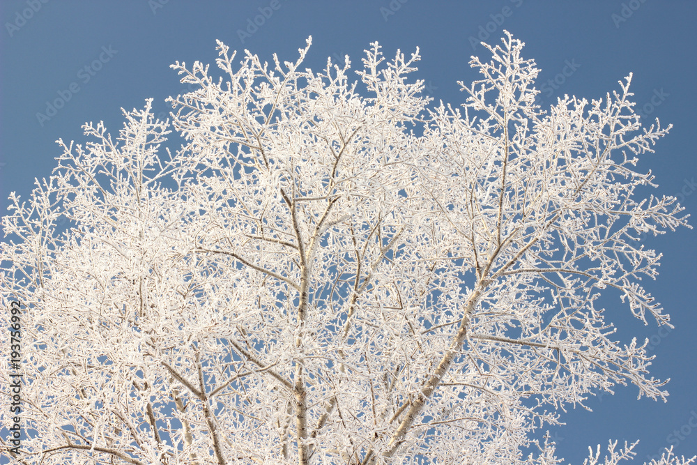 branches of trees covered with snow flakes on the background of clear blue sky