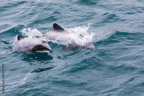 Hector's Dolphin (Cephalorhynchus hectori) mother and calf, New Zealand