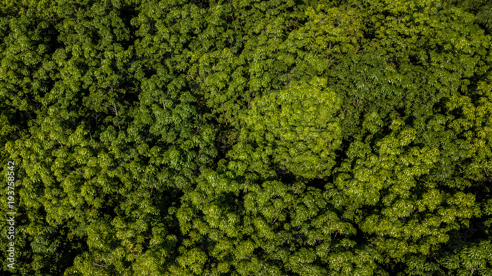 Aerial view Rubber tree forest, Top view of rubber tree and rubber leaf plantation.