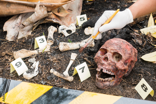 Group of evidence marker number Skeleton partially buried in dirt  in crime scene investigation