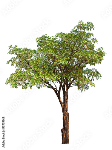 Isolated tree with green leaf.