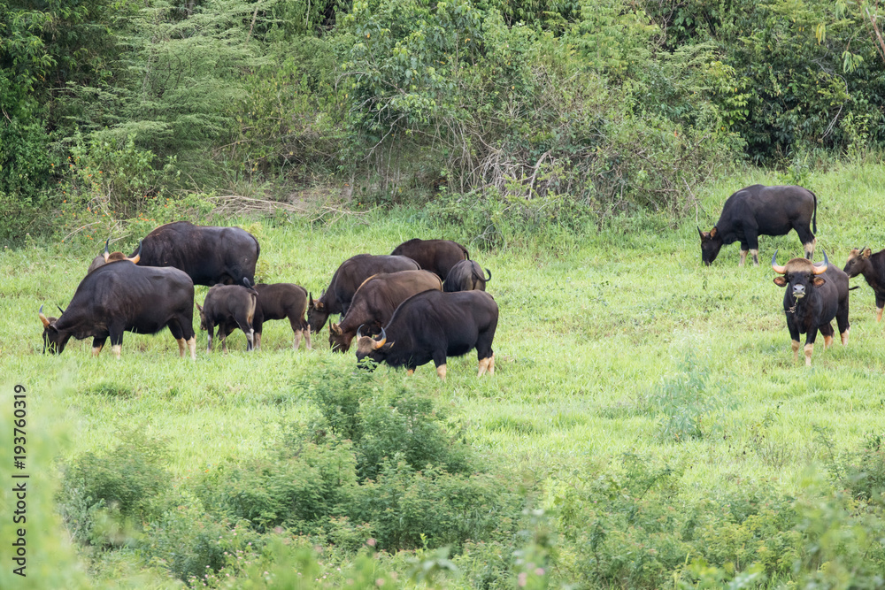 Gaurs are among the largest living land animals Gaurs are among the largest living land animals