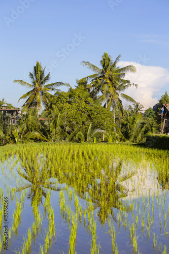 Beautiful rice terraces at village Ubud  island Bali  Indonesia