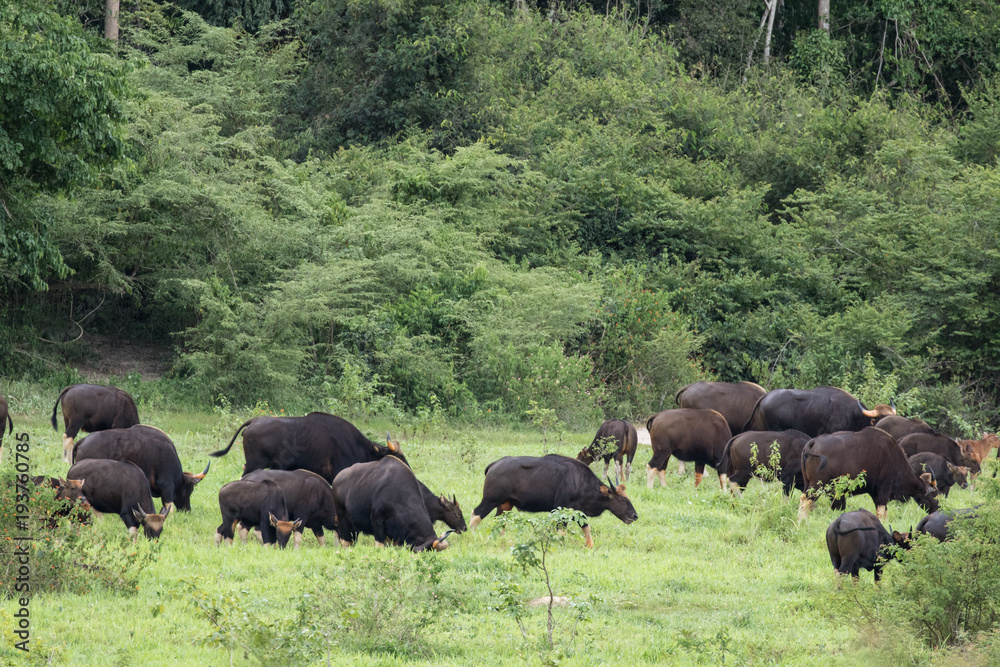 Gaurs are among the largest living land animals Gaurs are among the largest living land animals